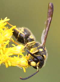 Ancistrocerus campestris